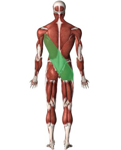 posterior oblique sling